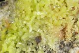 Vibrant Green Pyromorphite Crystal Cluster - China #147655-1